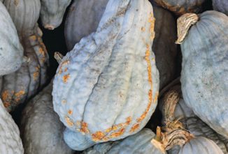 Baking Blue Hubbard Squash